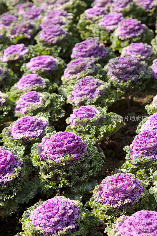 野生卷心菜(Brassica oleracea)